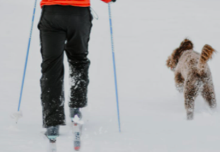 Croazia, cade in un burrone innevato: il cane lo salva